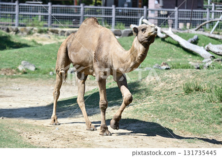 Walking Dromedary 131735445