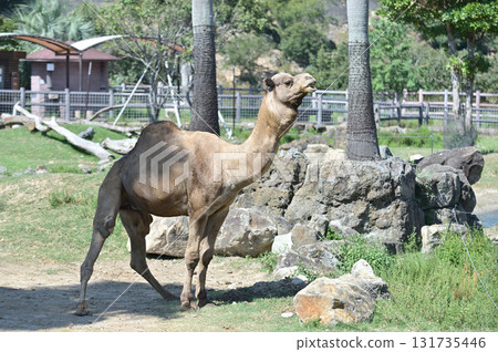 Dromedary looking sideways 131735446