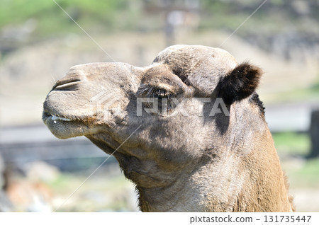 單峰駱駝側視 單峰駱駝側視 131735447