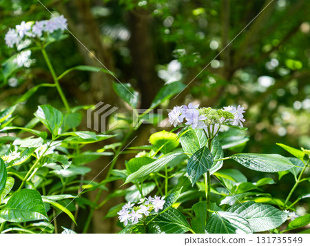 梅雨季節的美景：純潔可愛的繡球花 131735549