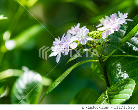 梅雨季節的美景:純潔可愛的繡球花 梅雨季節的美景:純潔可愛的繡球花 131735550