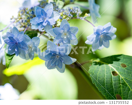 Beautiful scenery during the rainy season: Pure and lovely hydrangeas Beautiful scenery during the rainy season: Pure and lovely hydrangeas 131735552