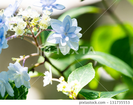 梅雨季節的美景:純潔可愛的繡球花 梅雨季節的美景:純潔可愛的繡球花 131735553