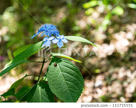 Beautiful scenery during the rainy season: Pure and lovely hydrangeas 131735555