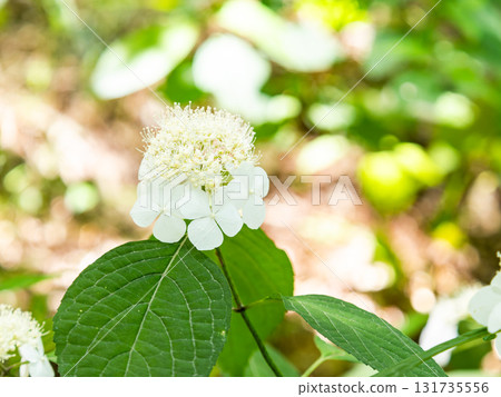 Beautiful scenery during the rainy season: Pure and lovely hydrangeas 131735556