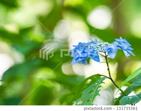 梅雨季節的美景:純潔可愛的繡球花 梅雨季節的美景:純潔可愛的繡球花 131735561