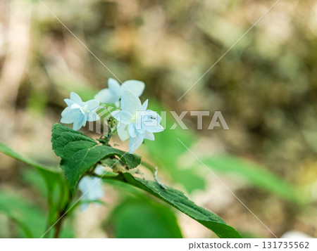 梅雨季節的美景：純潔可愛的繡球花 131735562