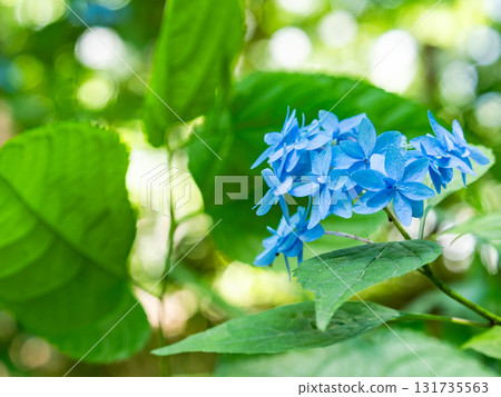 梅雨季節的美景：純潔可愛的繡球花 131735563