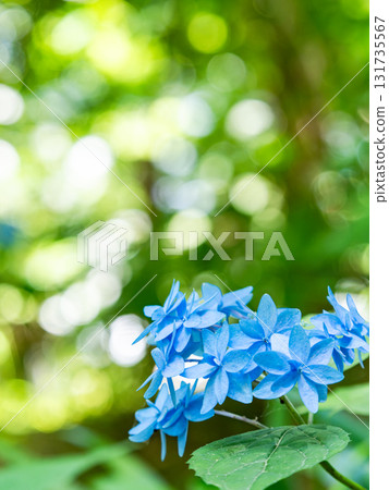 Beautiful scenery during the rainy season: Pure and lovely hydrangeas 131735567