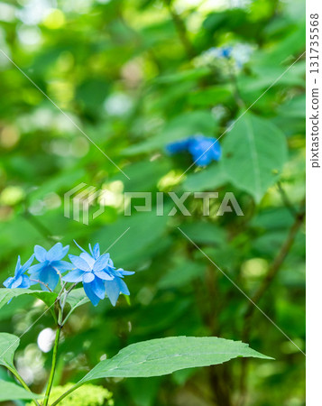 Beautiful scenery during the rainy season: Pure and lovely hydrangeas 131735568