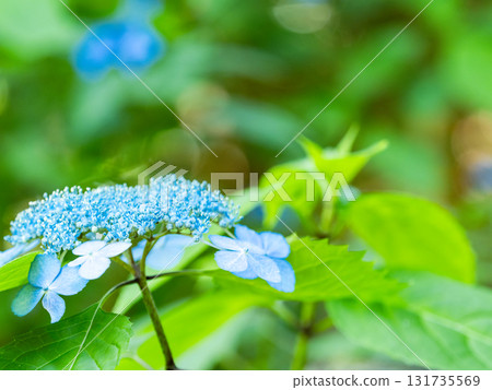 梅雨季節的美景:純潔可愛的繡球花 梅雨季節的美景:純潔可愛的繡球花 131735569