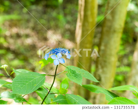 Beautiful scenery during the rainy season: Pure and lovely hydrangeas Beautiful scenery during the rainy season: Pure and lovely hydrangeas 131735578