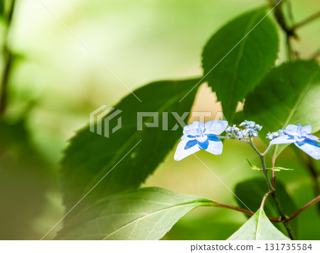 Beautiful scenery during the rainy season: Pure and lovely hydrangeas Beautiful scenery during the rainy season: Pure and lovely hydrangeas 131735584