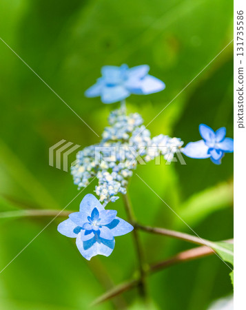 梅雨季節的美景:純潔可愛的繡球花 梅雨季節的美景:純潔可愛的繡球花 131735586