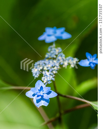 Beautiful scenery during the rainy season: Pure and lovely hydrangeas Beautiful scenery during the rainy season: Pure and lovely hydrangeas 131735587