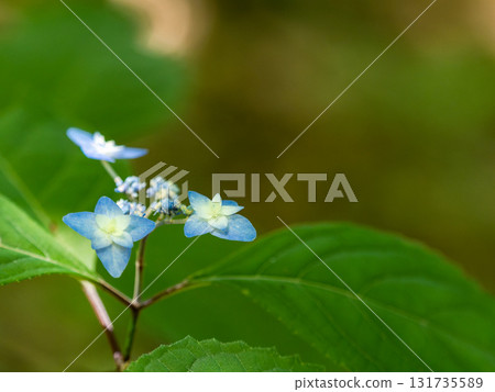 梅雨季節的美景：純潔可愛的繡球花 131735589