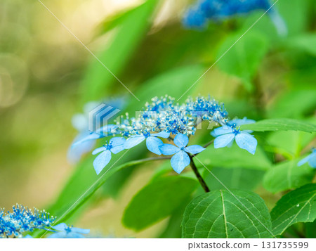 梅雨季節的美景:純潔可愛的繡球花 梅雨季節的美景:純潔可愛的繡球花 131735599
