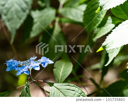梅雨季節的美景：純潔可愛的繡球花 131735601