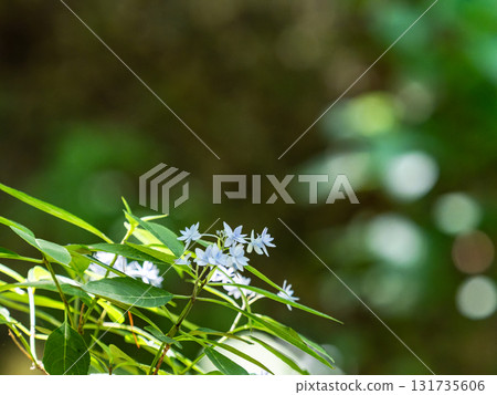 梅雨季節的美景:純潔可愛的繡球花 梅雨季節的美景:純潔可愛的繡球花 131735606
