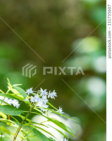 梅雨季節的美景:純潔可愛的繡球花 梅雨季節的美景:純潔可愛的繡球花 131735607
