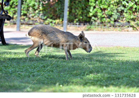 Walking Mara Walking Mara 131735628