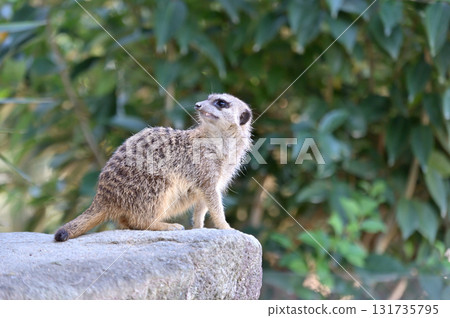 看看Meerkat 看看Meerkat 131735795