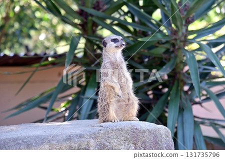 看看Meerkat 看看Meerkat 131735796