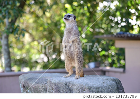 看看Meerkat 131735799