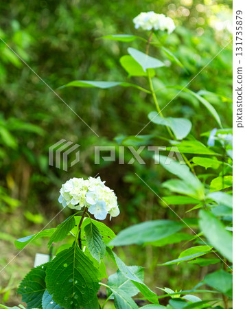 Scenery that colors the rainy season Colorful and beautiful hydrangeas Scenery that colors the rainy season Colorful and beautiful hydrangeas 131735879