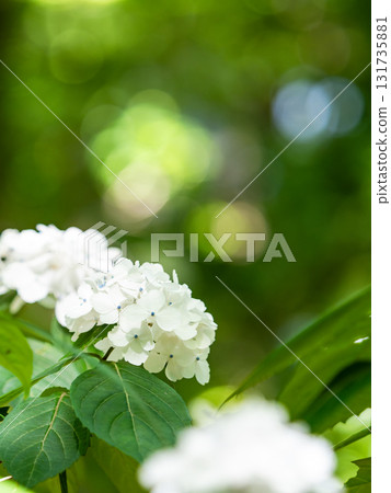 Scenery that colors the rainy season Colorful and beautiful hydrangeas 131735881
