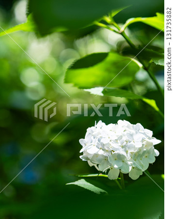 Scenery that colors the rainy season Colorful and beautiful hydrangeas 131735882