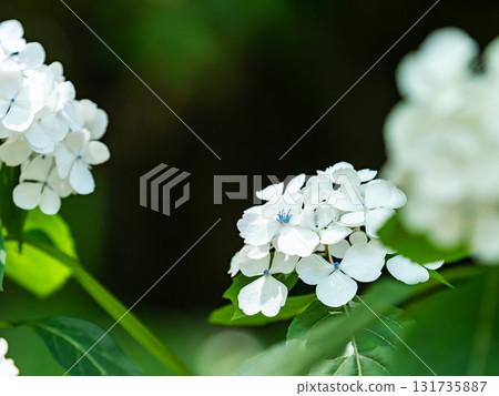 Scenery that colors the rainy season Colorful and beautiful hydrangeas Scenery that colors the rainy season Colorful and beautiful hydrangeas 131735887