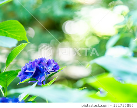為雨季增添色彩的風景 色彩繽紛、美麗的繡球花 為雨季增添色彩的風景 色彩繽紛、美麗的繡球花 131735895