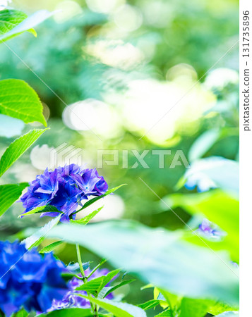 為雨季增添色彩的風景 色彩繽紛、美麗的繡球花 131735896