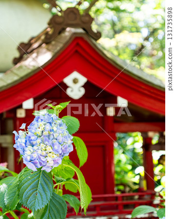 Scenery that colors the rainy season Colorful and beautiful hydrangeas Scenery that colors the rainy season Colorful and beautiful hydrangeas 131735898