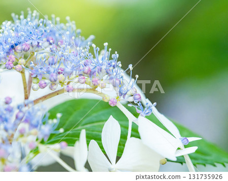 Scenery during the rainy season Beautiful hydrangea 131735926