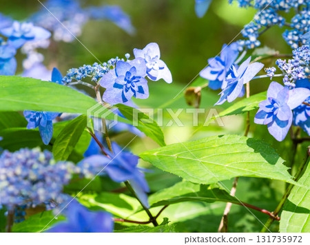 Beautiful scenery during the rainy season: Pure and lovely hydrangeas 131735972