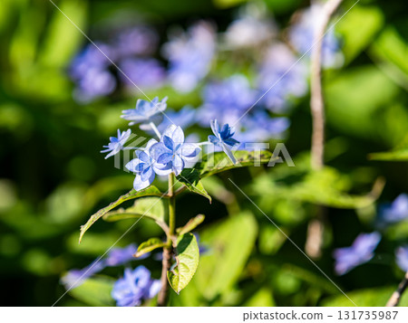 Beautiful scenery during the rainy season: Pure and lovely hydrangeas 131735987