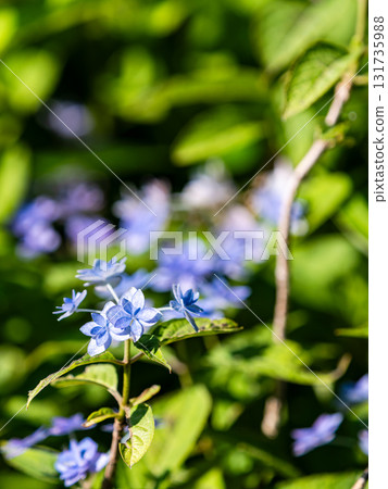 Beautiful scenery during the rainy season: Pure and lovely hydrangeas 131735988