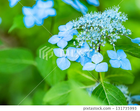 Beautiful scenery during the rainy season: Pure and lovely hydrangeas Beautiful scenery during the rainy season: Pure and lovely hydrangeas 131735993