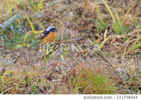 Wild bird in the winter forest: Daurian redstart perched on a twig Wild bird in the winter forest: Daurian redstart perched on a twig 131736044