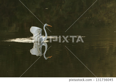 A white egret in a reservoir with a storm of hair A white egret in a reservoir with a storm of hair 131736045