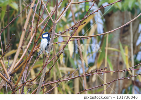 Wild bird of the winter forest: Great tit perched on a twig Wild bird of the winter forest: Great tit perched on a twig 131736046
