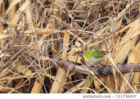 Wild bird in the winter forest: a Japanese white-eye perched on a twig Wild bird in the winter forest: a Japanese white-eye perched on a twig 131736047