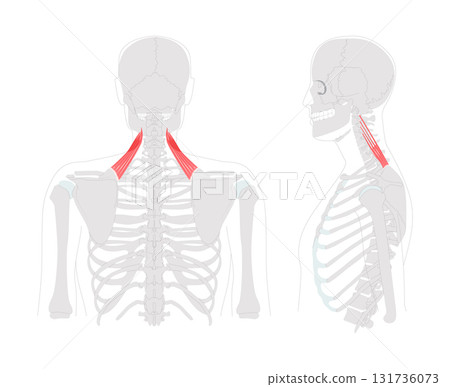 Levator scapulae - Human neck and shoulder muscle shown in anatomy diagram, elevates scapula and tilts glenoid 131736073