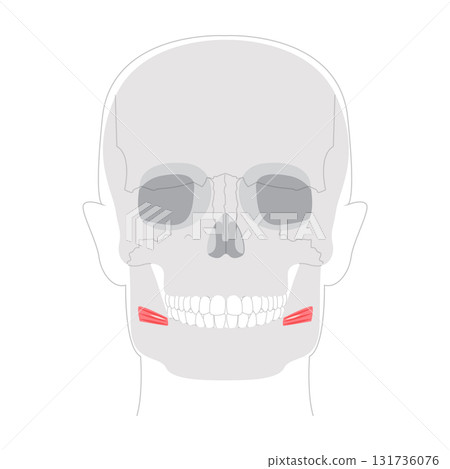 Risorius - Human mouth muscle shown in anatomy illustration that retracts the angle of the mouth for expressions 131736076