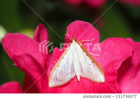 A camellia moth resting on a camellia petal 131736077