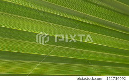 Close-up of green tropical palm leaf texture with natural lines and pattern, botanical background Close-up of green tropical palm leaf texture with natural lines and pattern, botanical background 131736092
