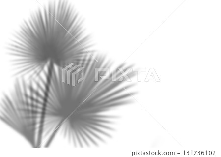 Palm leaf shadow on transparent background 131736102