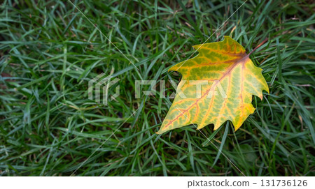 Single autumn leaf on green grass, close-up view of colorful yellow foliage in fall season Single autumn leaf on green grass, close-up view of colorful yellow foliage in fall season 131736126